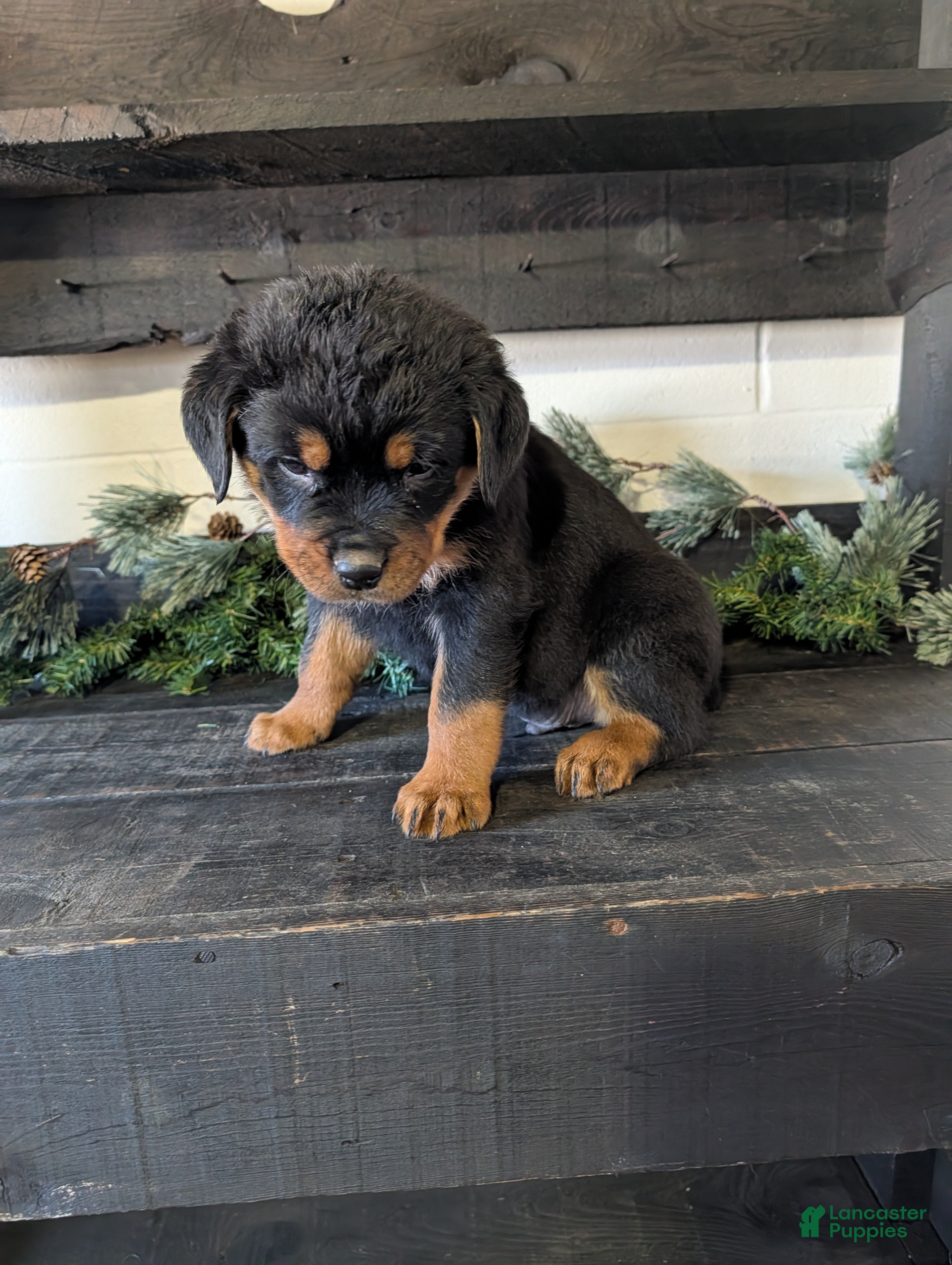 Rottweiler dogs Bozo - Ad 1