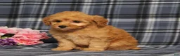 Miniature Poodle dogs for sale: AKC Queso - Ad 3