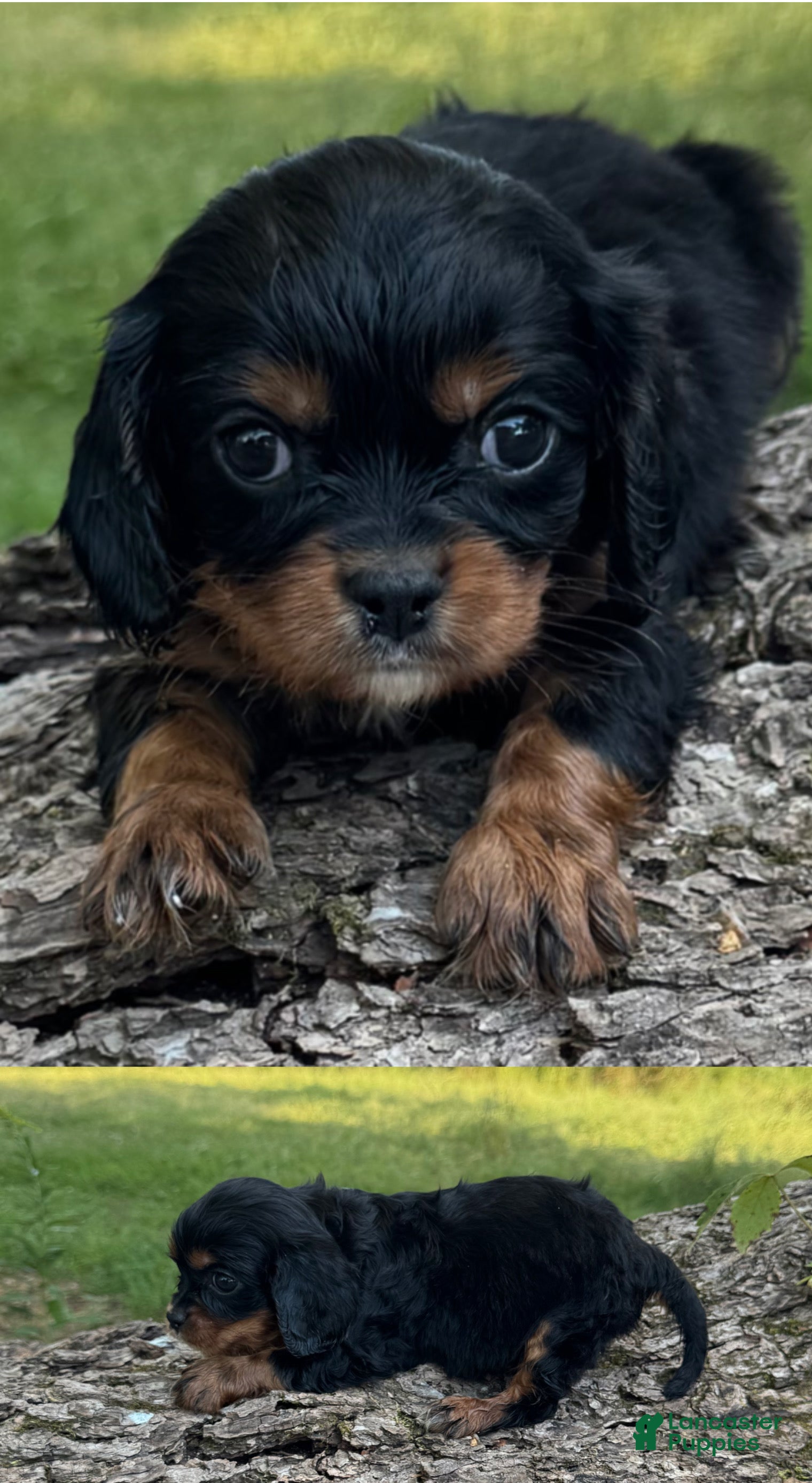 Cavalier King Charles Spaniel dogs for sale: Cavalier King Charles Spaniel 1 - Ad 1