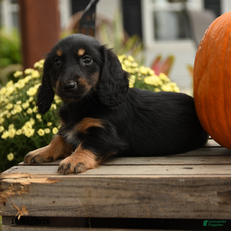 Dachshund dogs Merryweather - Ad 2