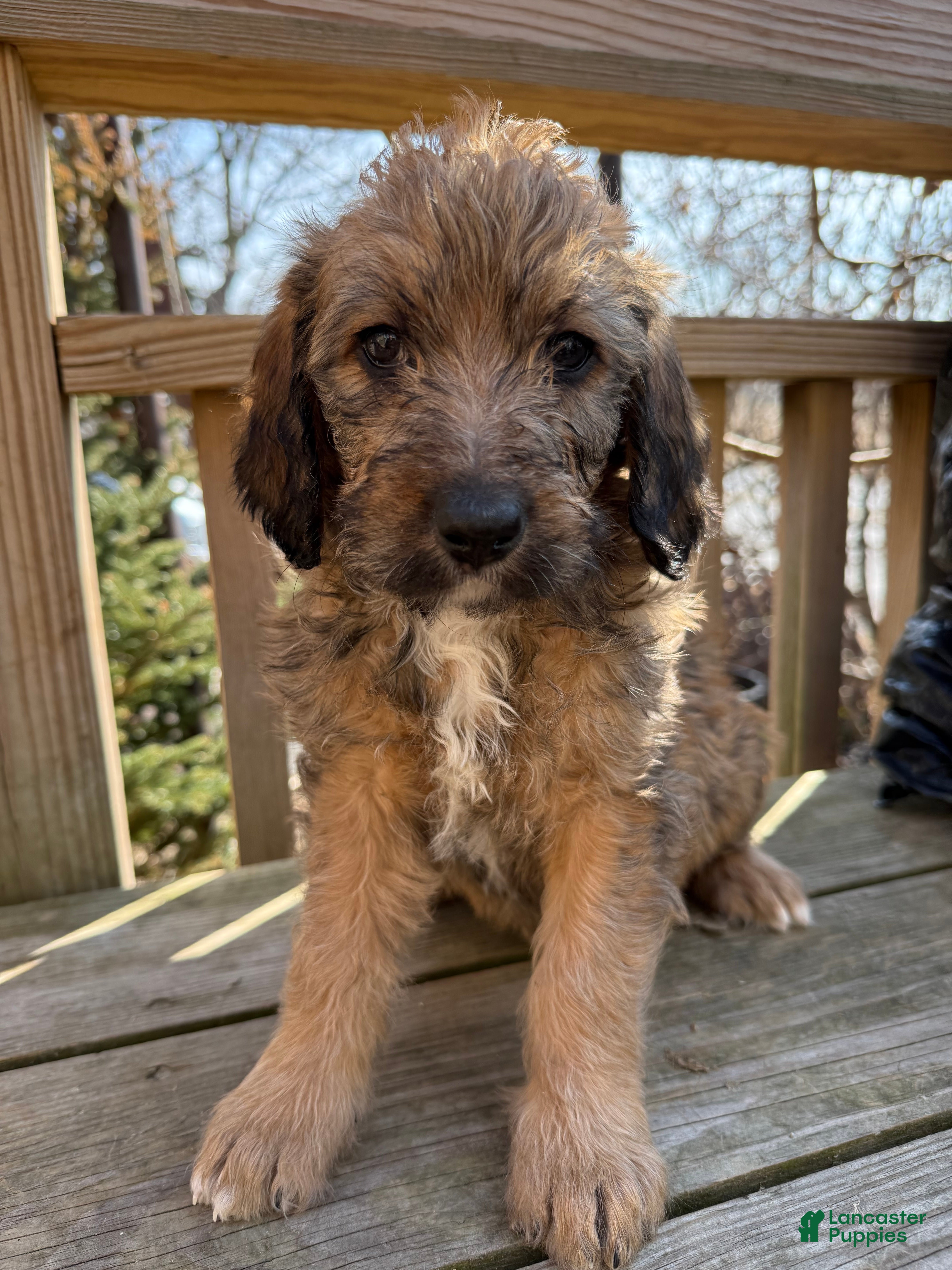 Mixed Breed dogs Charcoal - Ad 1