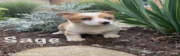 Welsh Corgi Pembroke dogs for sale: Sage - Ad 3