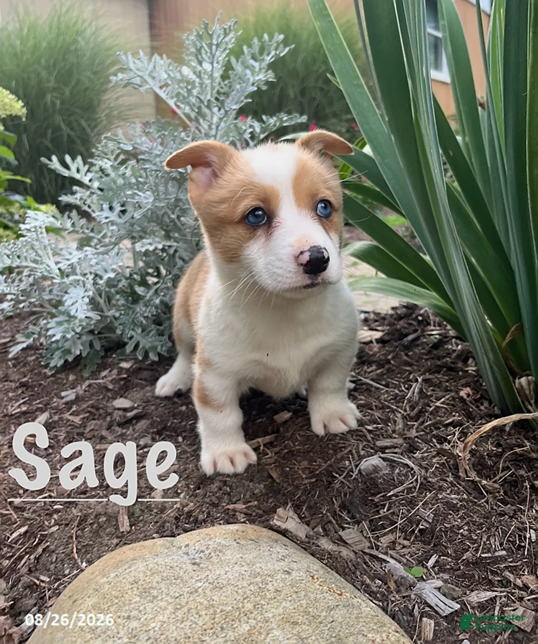 Welsh Corgi Pembroke dogs for sale: Sage - Ad 3