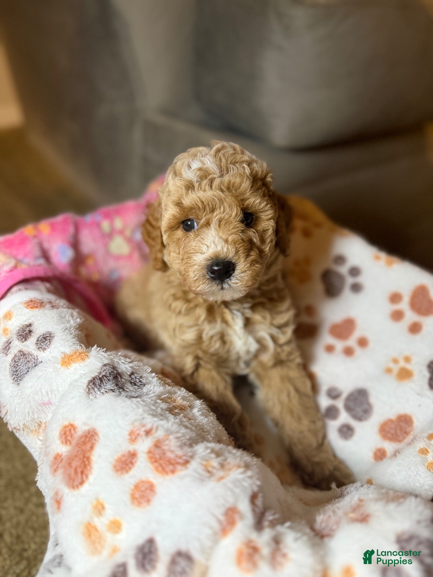Mini Goldendoodle dogs Lucky - Ad 2
