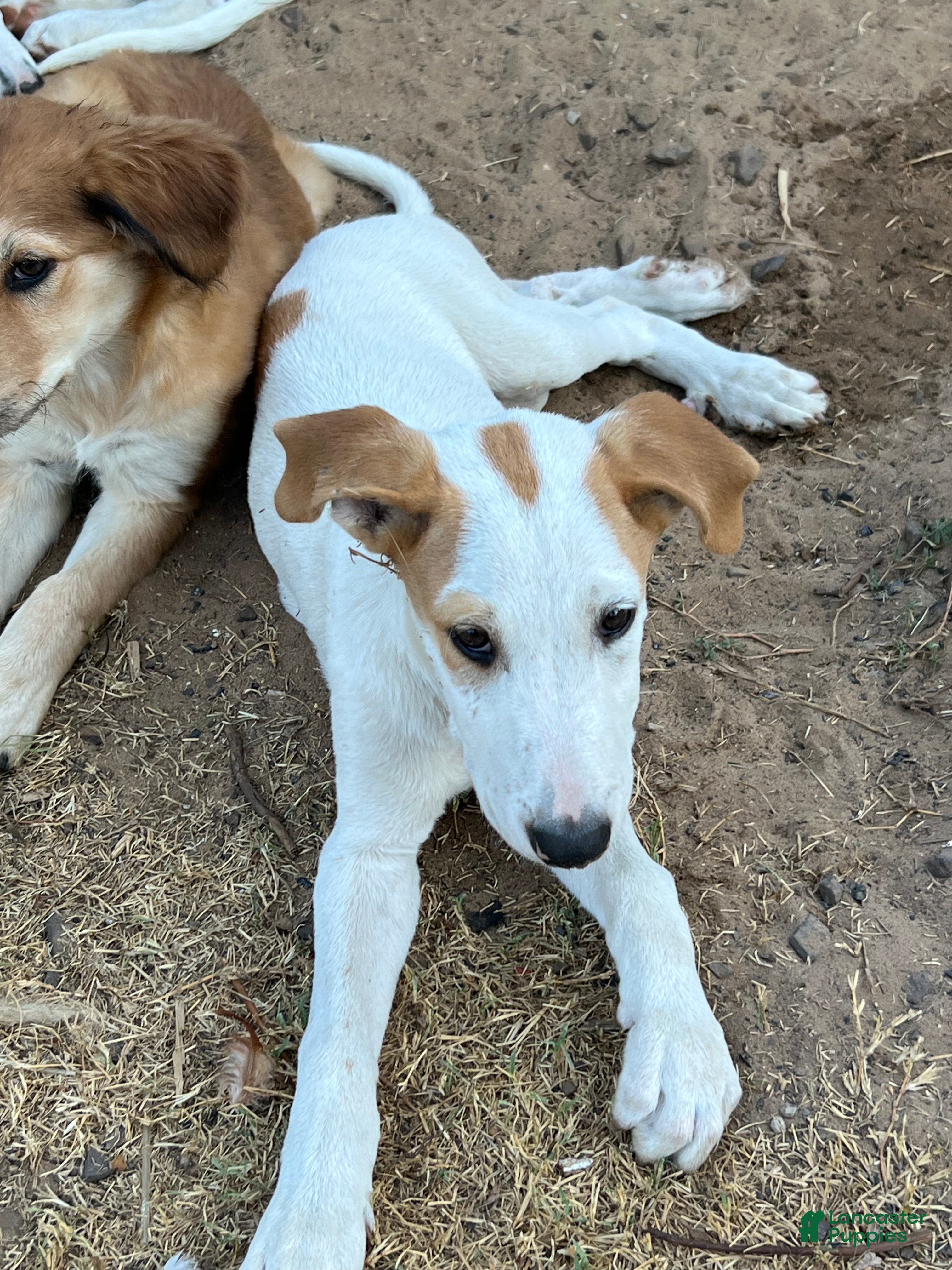 Mixed Breed dogs HP - Ad 1