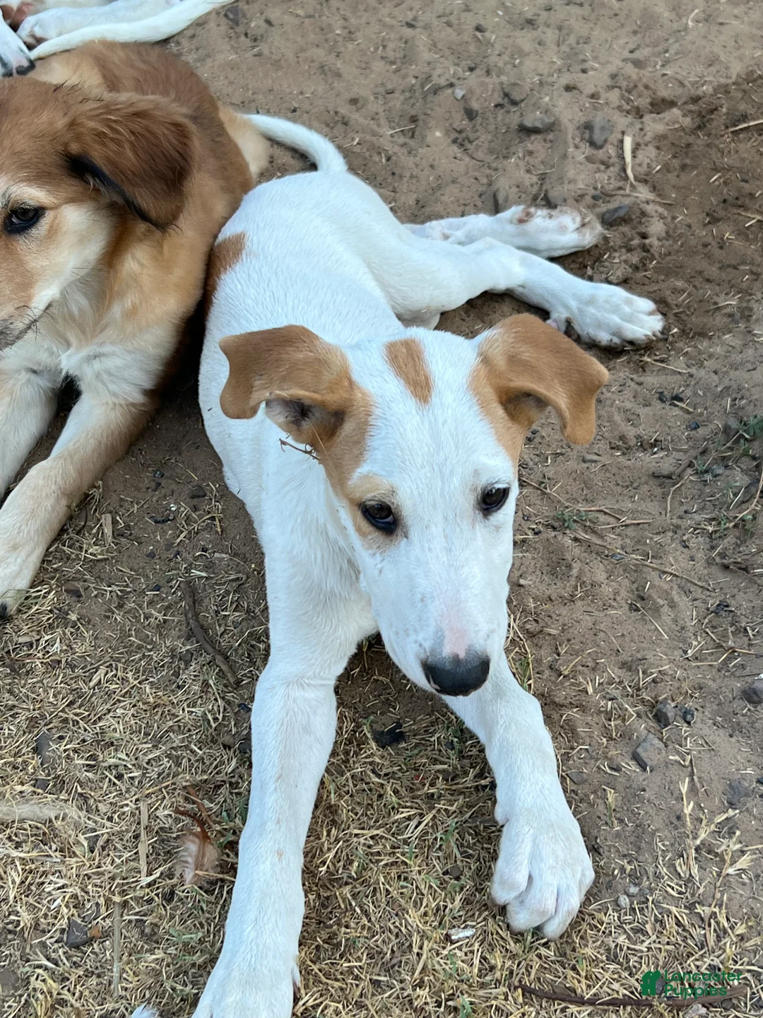 Mixed Breed dogs for sale: HP - Ad 1