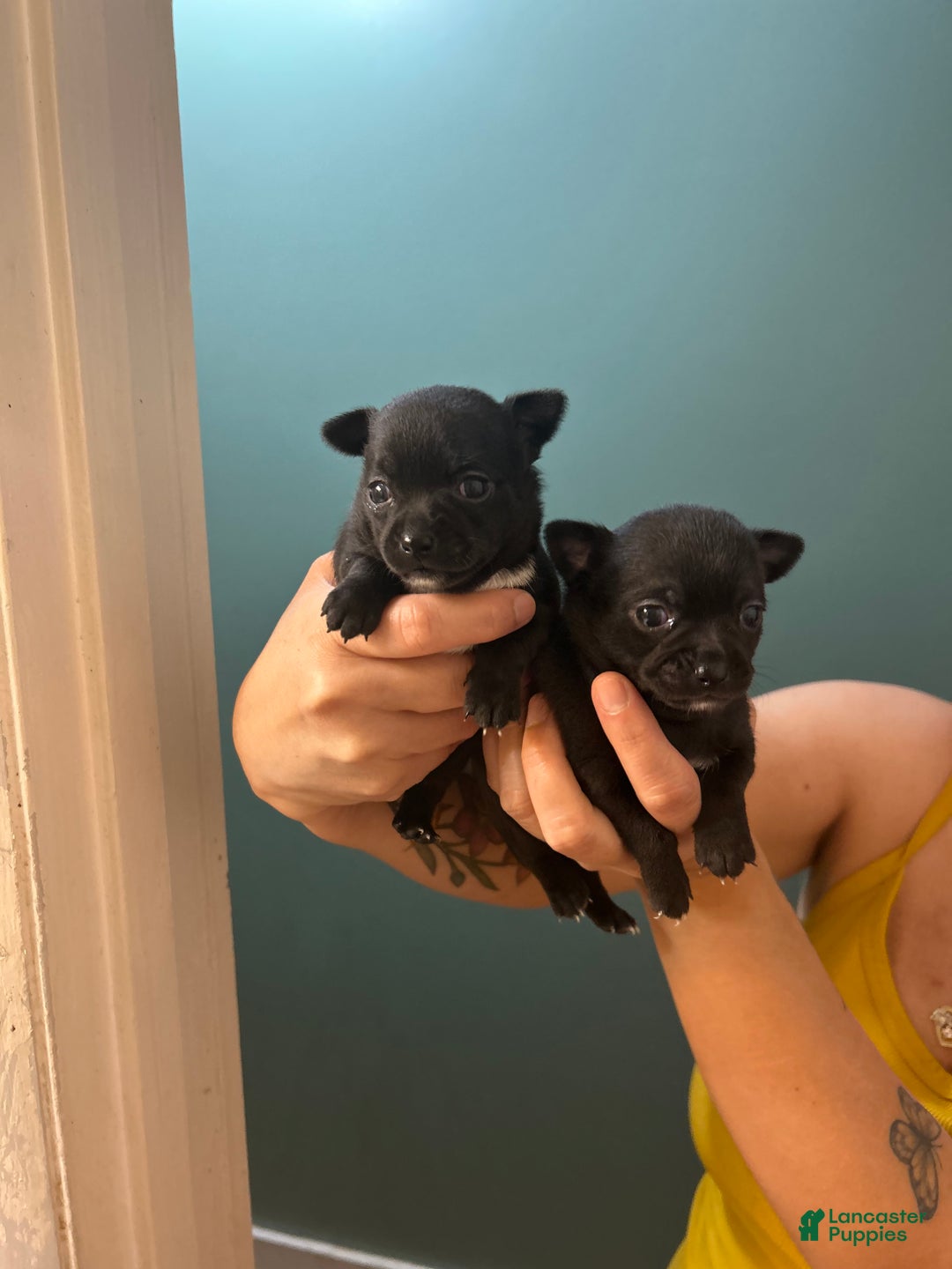 Chihuahua dogs for sale: Gordo - Ad 2