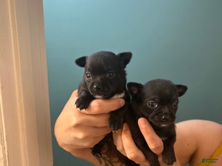 Chihuahua dogs Flaca - Ad 16