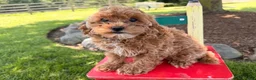 Cockapoo dogs for sale: Muffin  - Ad 2