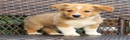 Welsh Corgi Pembroke dogs for sale: Finnigan - Ad 8