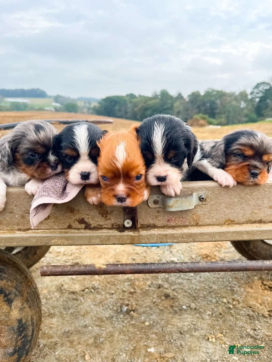 Cavalier King Charles Spaniel dogs for sale: Bella - Ad 20