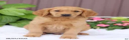 Golden Retriever dogs for sale: Tom - Ad 3