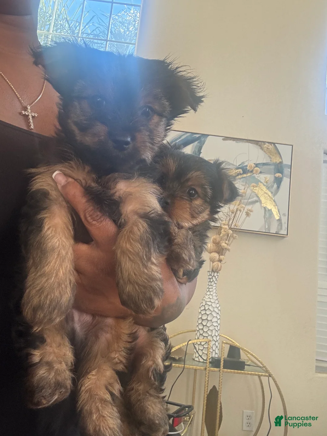 Yorkshire Terrier dogs for sale: Yorkshire Terrier Puppy 2 - Ad 3
