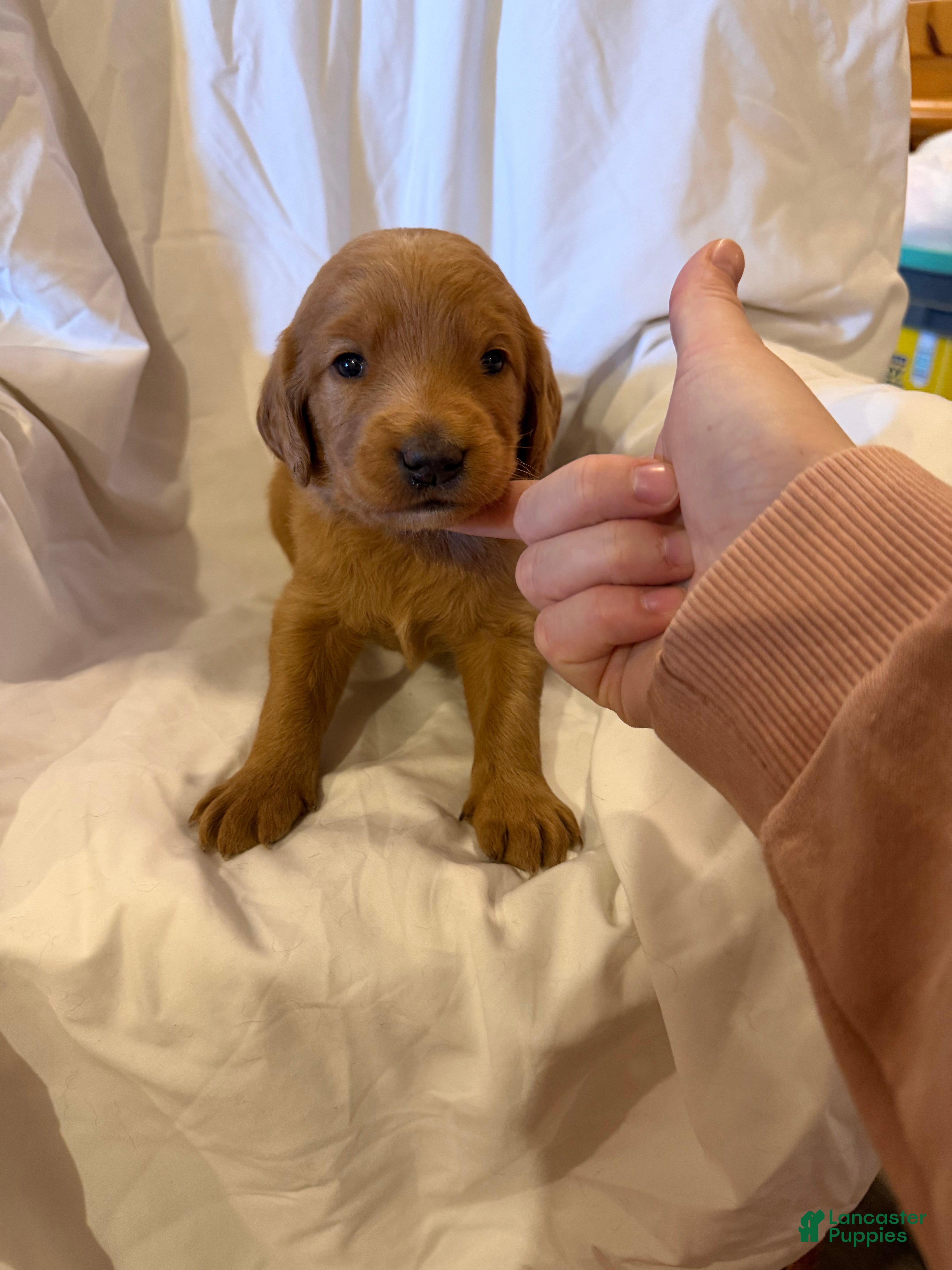 Labradoodle dogs Labradoodle Red - Ad 35