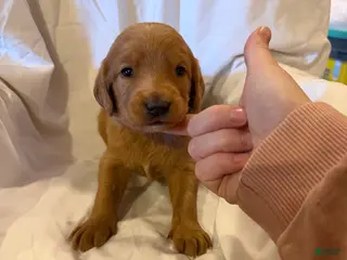 Labradoodle dogs Labradoodle Red - Ad 36