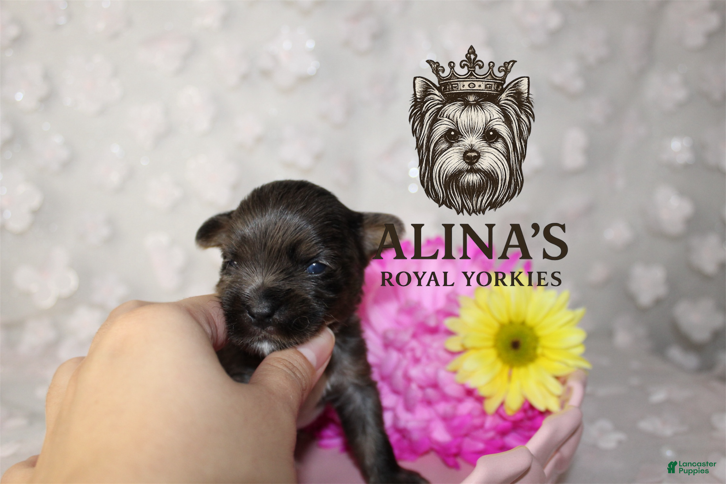 Yorkshire Terrier dogs Olaf - Ad 2