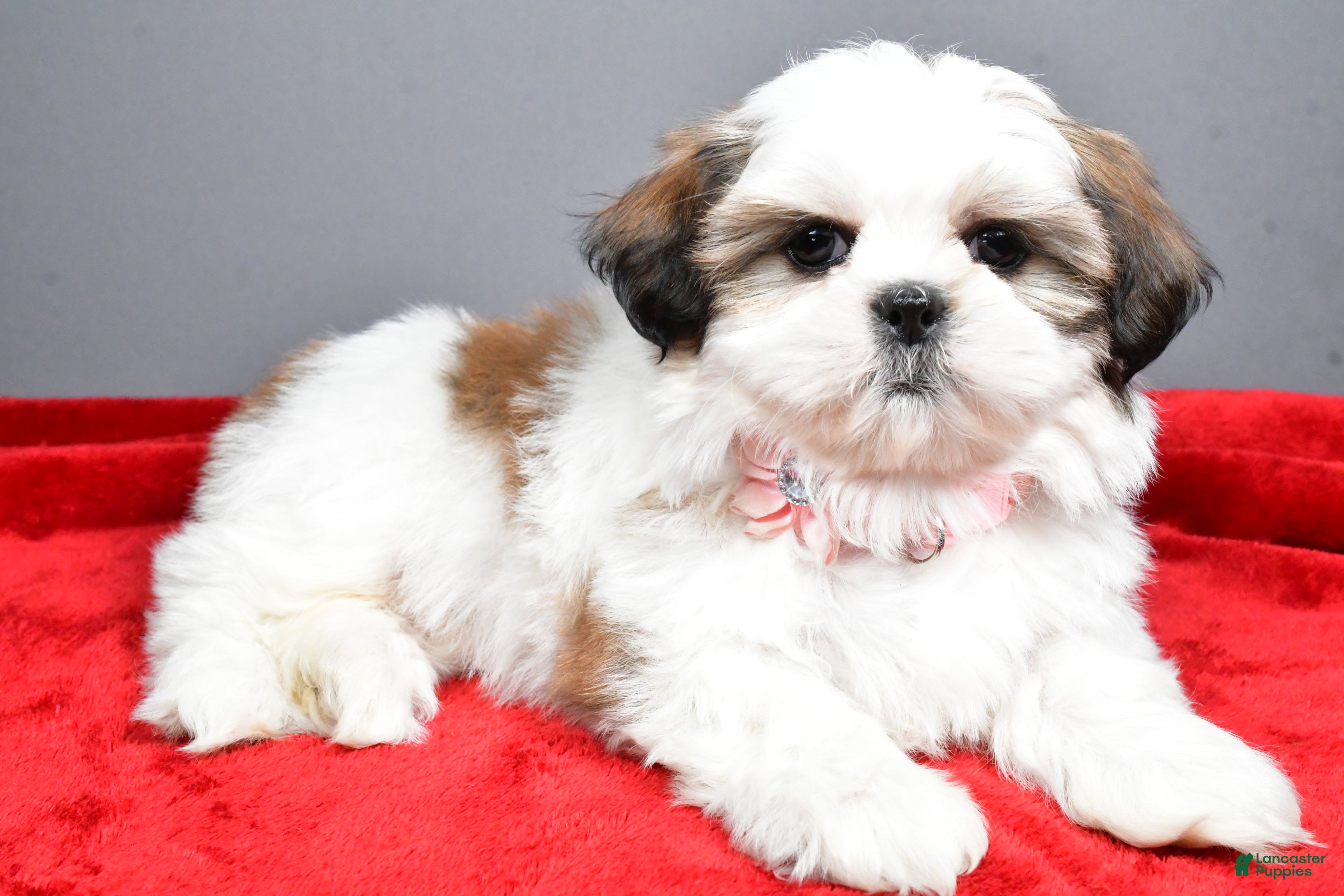 Shih Tzu dogs Arianna - Ad 16