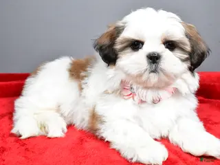 Shih Tzu dogs Arianna - Ad 16