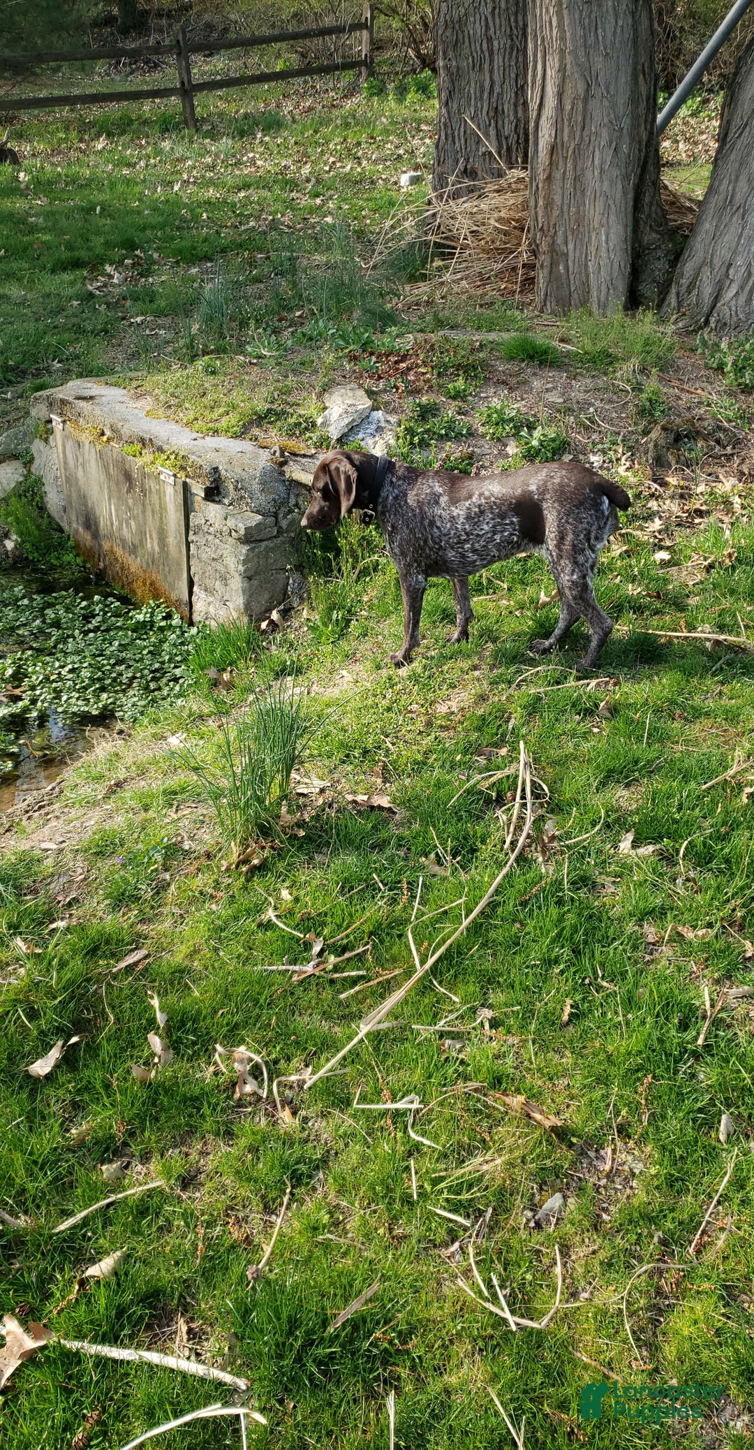 Mixed Breed dogs for sale: Lacy - Ad 3