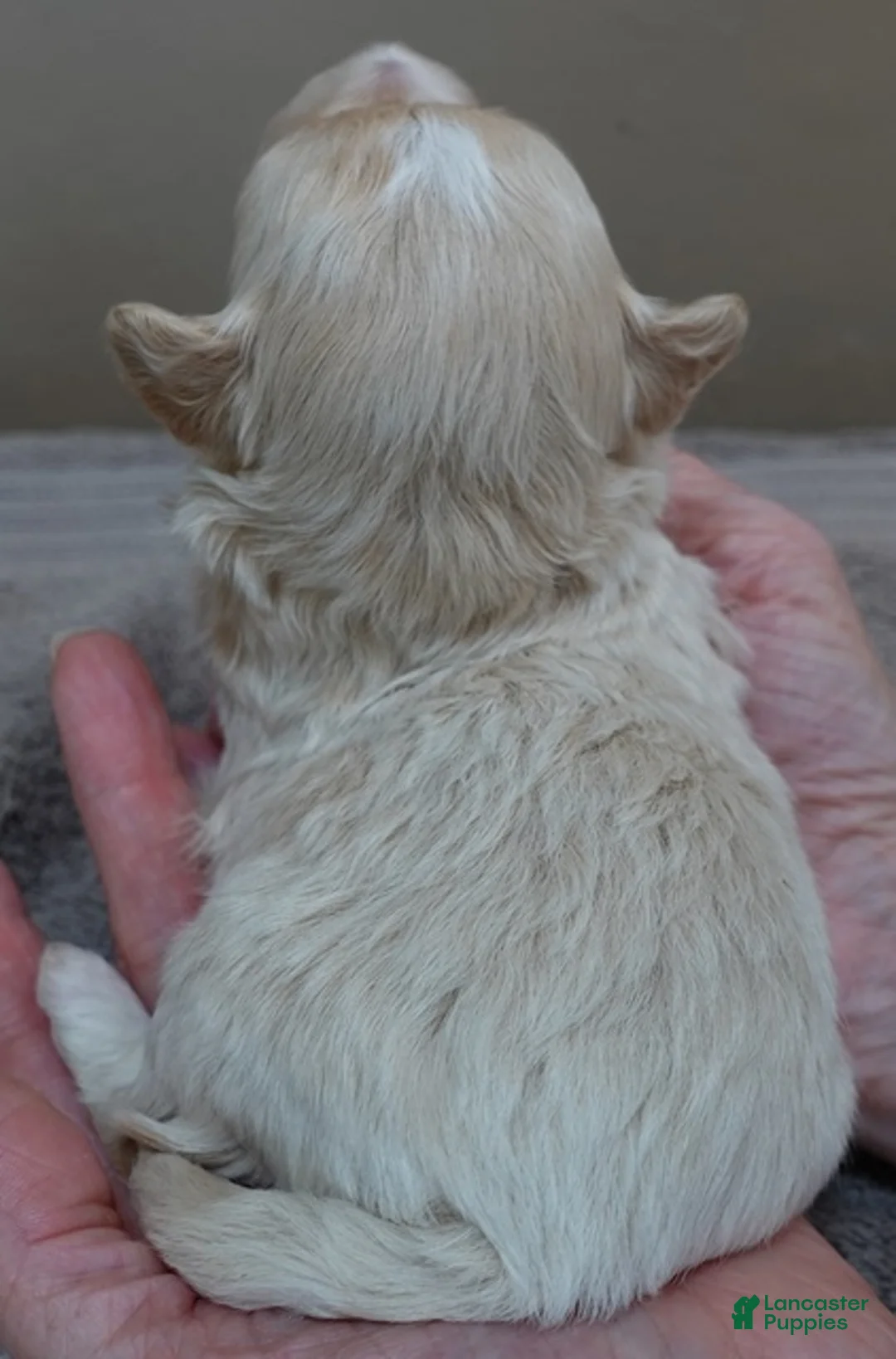 Maltipoo dogs for sale: Niko - Ad 10