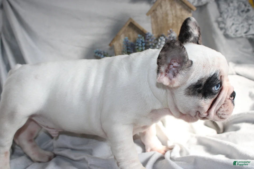 French Bulldog dogs for sale: French Bulldog Puppy 2 - Ad 4