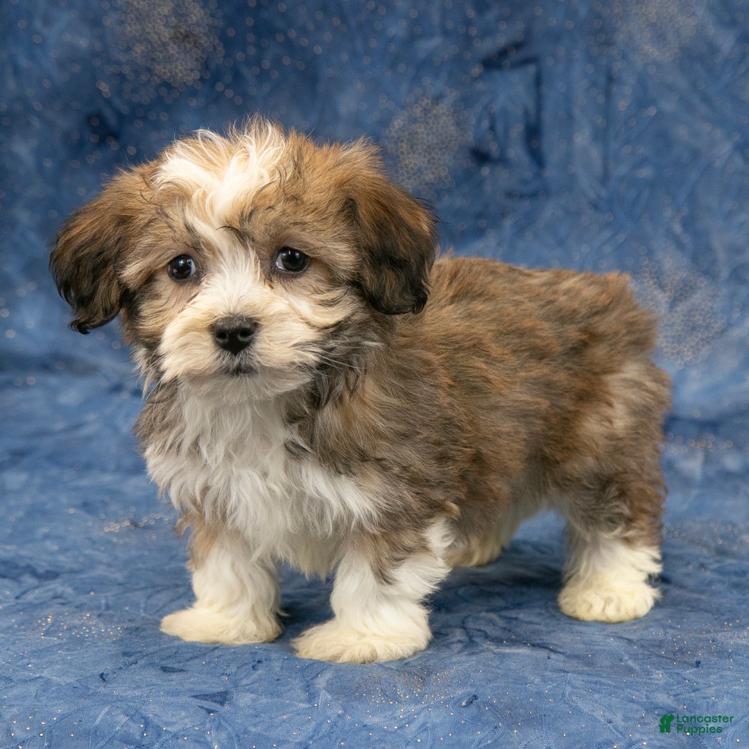 Havanese dogs for sale: Marley - Ad 5
