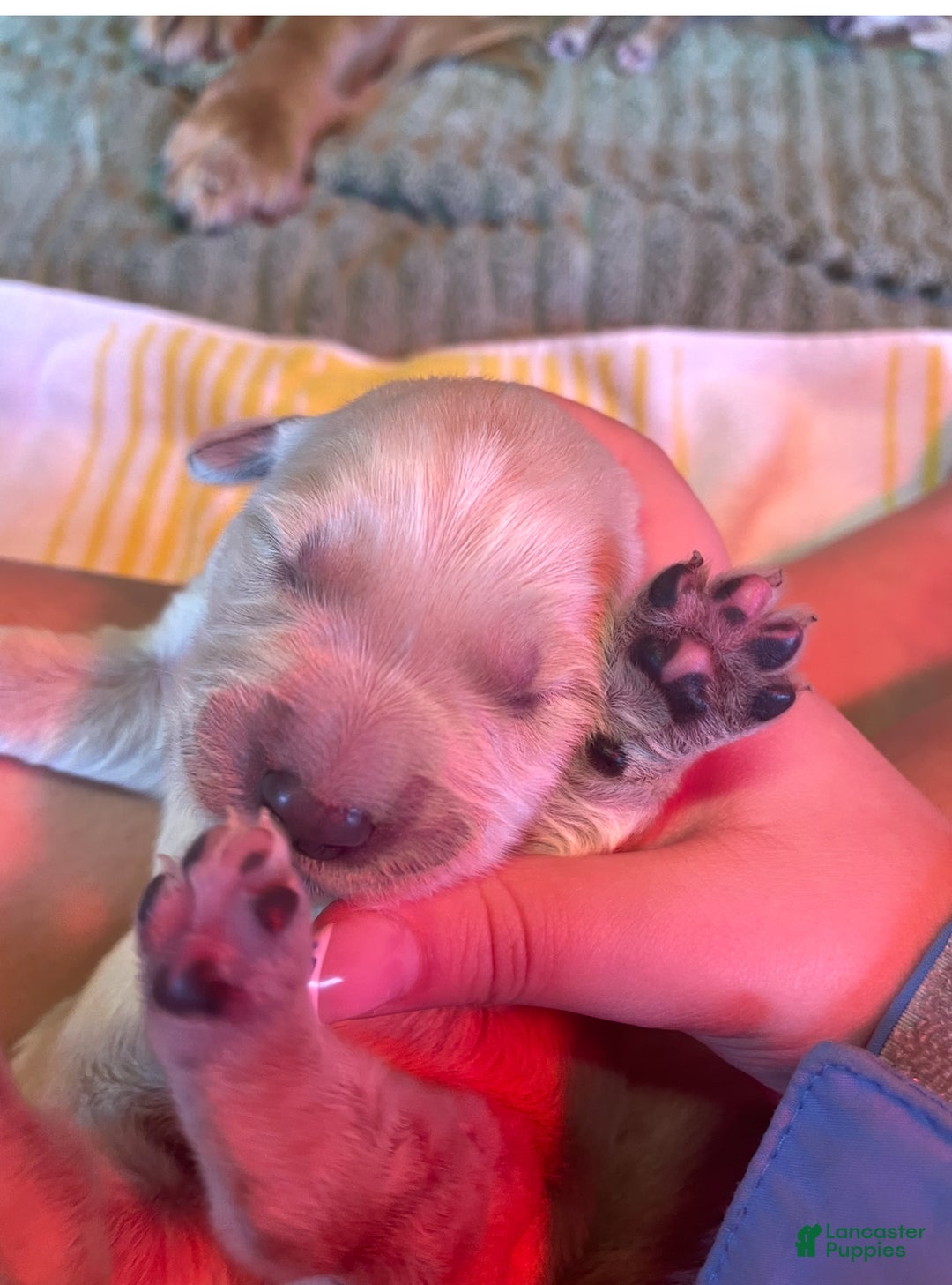 Golden Retriever dogs for sale: Female Pup 3 - Ad 1