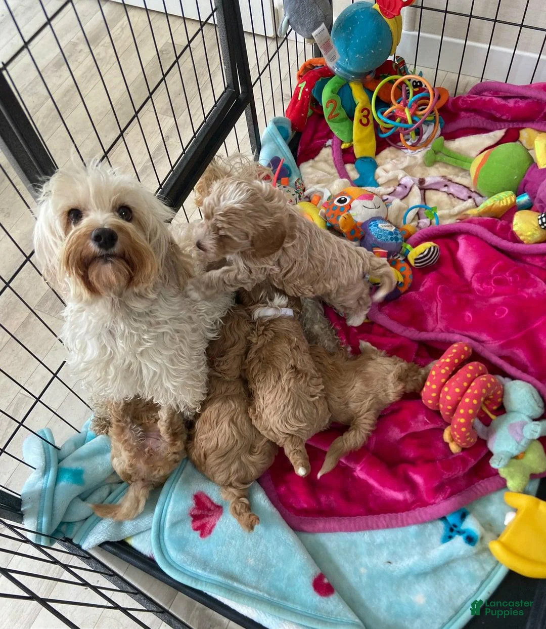 Maltipoo dogs for sale: Mike - Ad 2