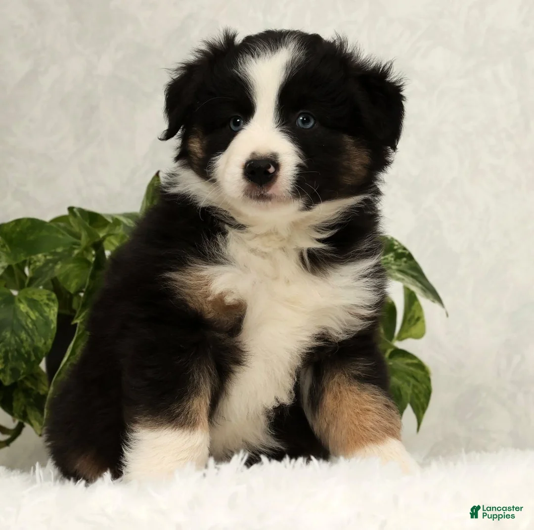 Miniature Australian Shepherd dogs for sale: Sammy - Ad 6