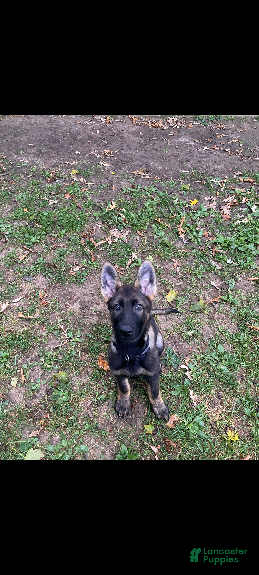 German Shepherd dogs Ace - Ad 21