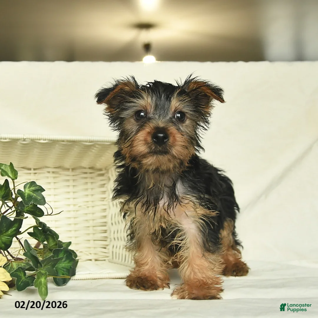 Yorkshire Terrier dogs for sale: Rolo  - Ad 3