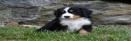 Bernese Mountain Dog dogs for sale: Delilah - Ad 5