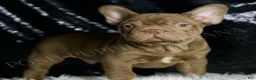 French Bulldog dogs for sale: Snickers - Ad 5