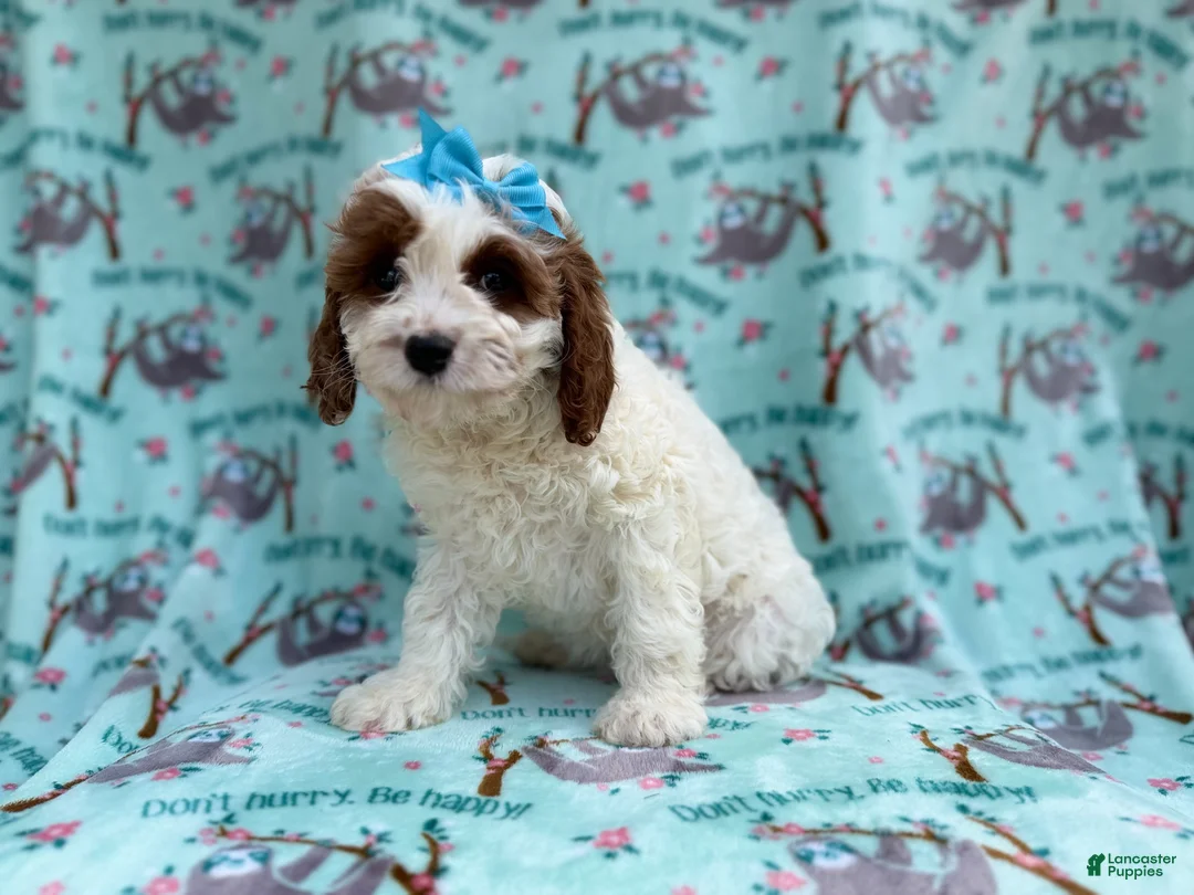 Cavapoo dogs for sale: Paris - Ad 8