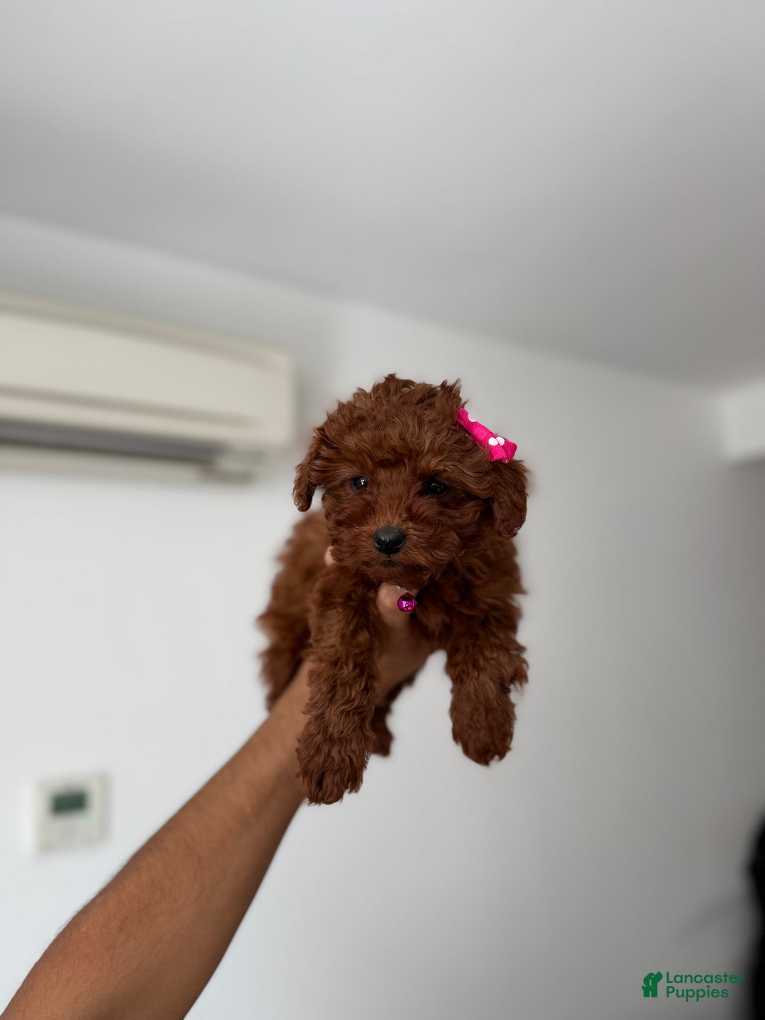 Toy Poodle dogs for sale: Tiffany - Ad 1