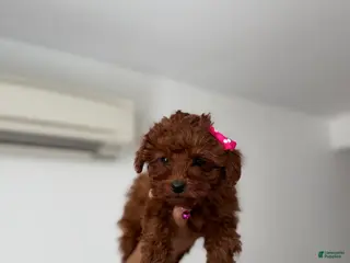 Toy Poodle dogs Tiffany - Ad 32