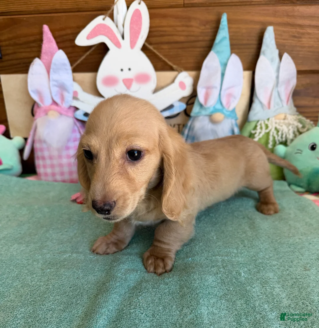 Dachshund dogs for sale: Tawny - Ad 4