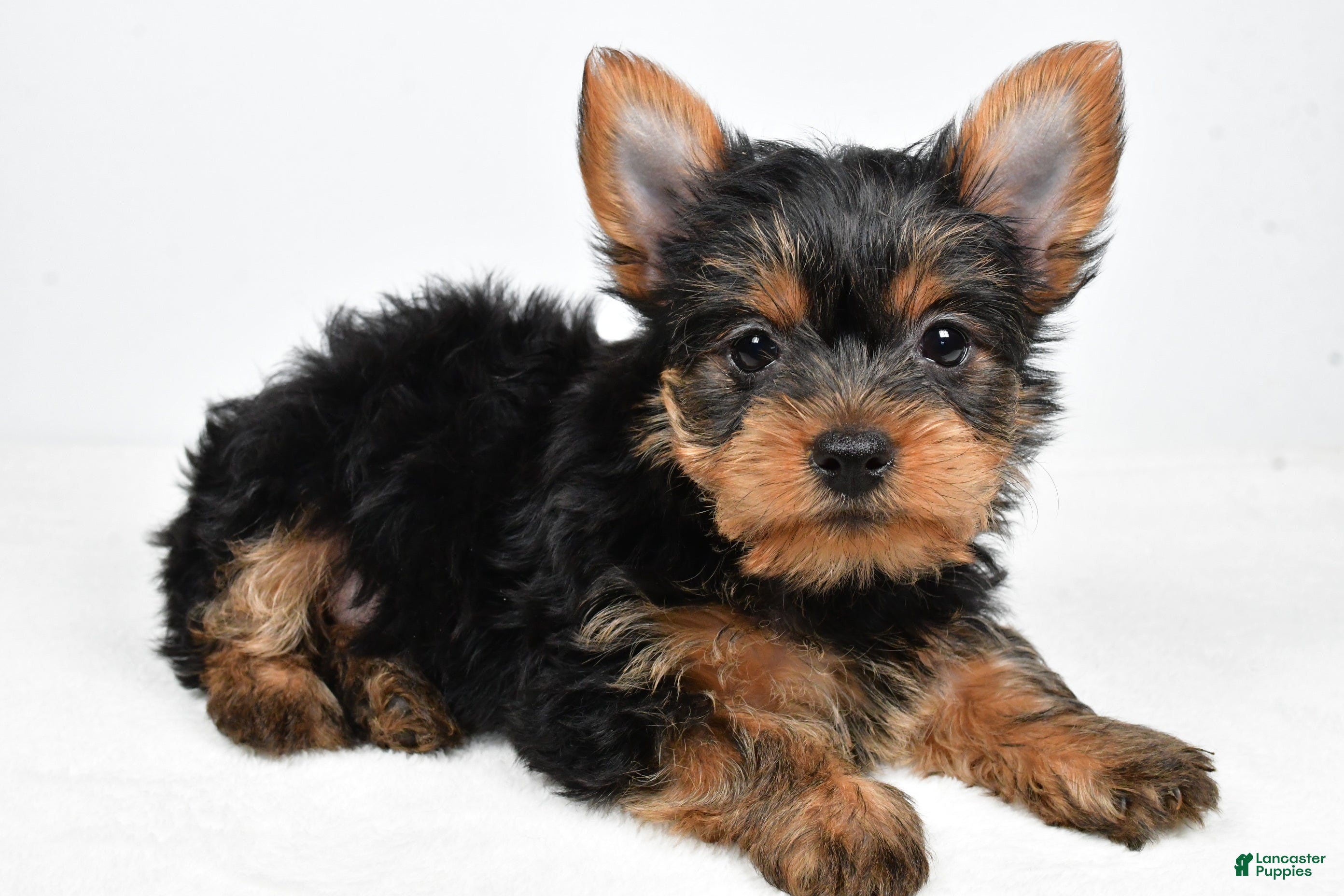 Yorkshire Terrier dogs Hailey - Ad 2