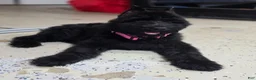 Giant Schnauzer dogs for sale: Giant Schnauzer ruby  - Ad 14