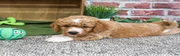Mini Goldendoodle dogs for sale: Lenny - Ad 4