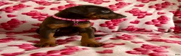 Doberman Pinscher dogs for sale: Rose-Not AMISH  - Ad 3