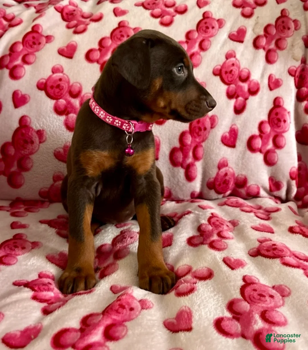 Doberman Pinscher dogs for sale: Rose-Not AMISH  - Ad 3