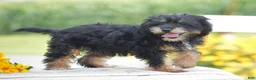 Yorkiepoo dogs for sale: Adora - Ad 3