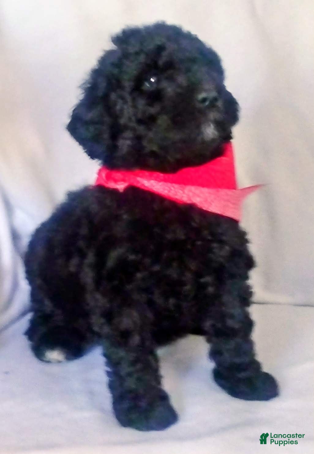 Mini Bernedoodle dogs Mini Bernedoodle Puppy 1 - Ad 23