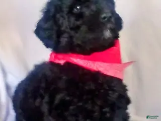 Mini Bernedoodle dogs Mini Bernedoodle Puppy 1 - Ad 13