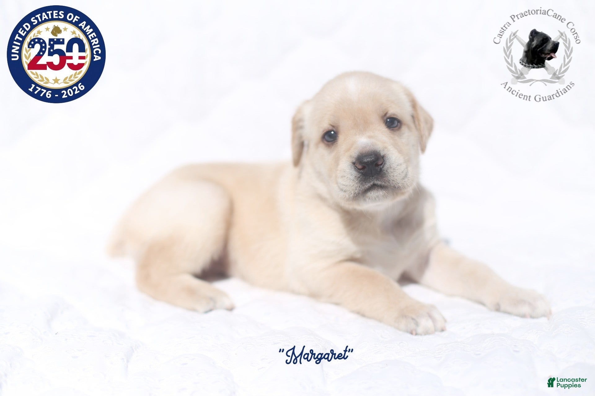 Cane Corso dogs "Margaret" - Ad 22