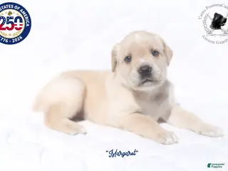 Cane Corso dogs "Margaret" - Ad 3