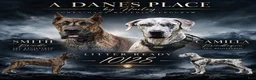 Great Dane dogs for sale: Great Dane 4 - Ad 2