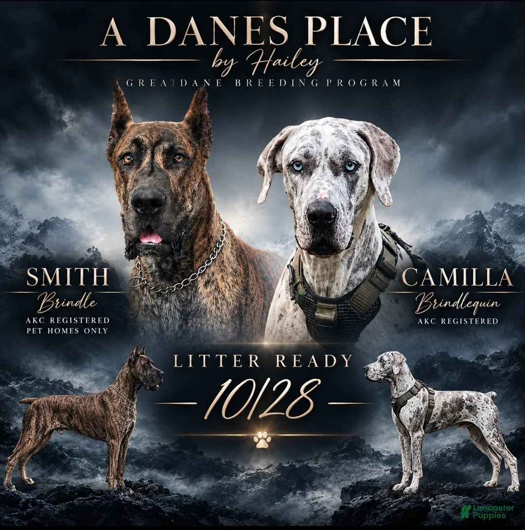 Great Dane dogs for sale: Great Dane 4 - Ad 2