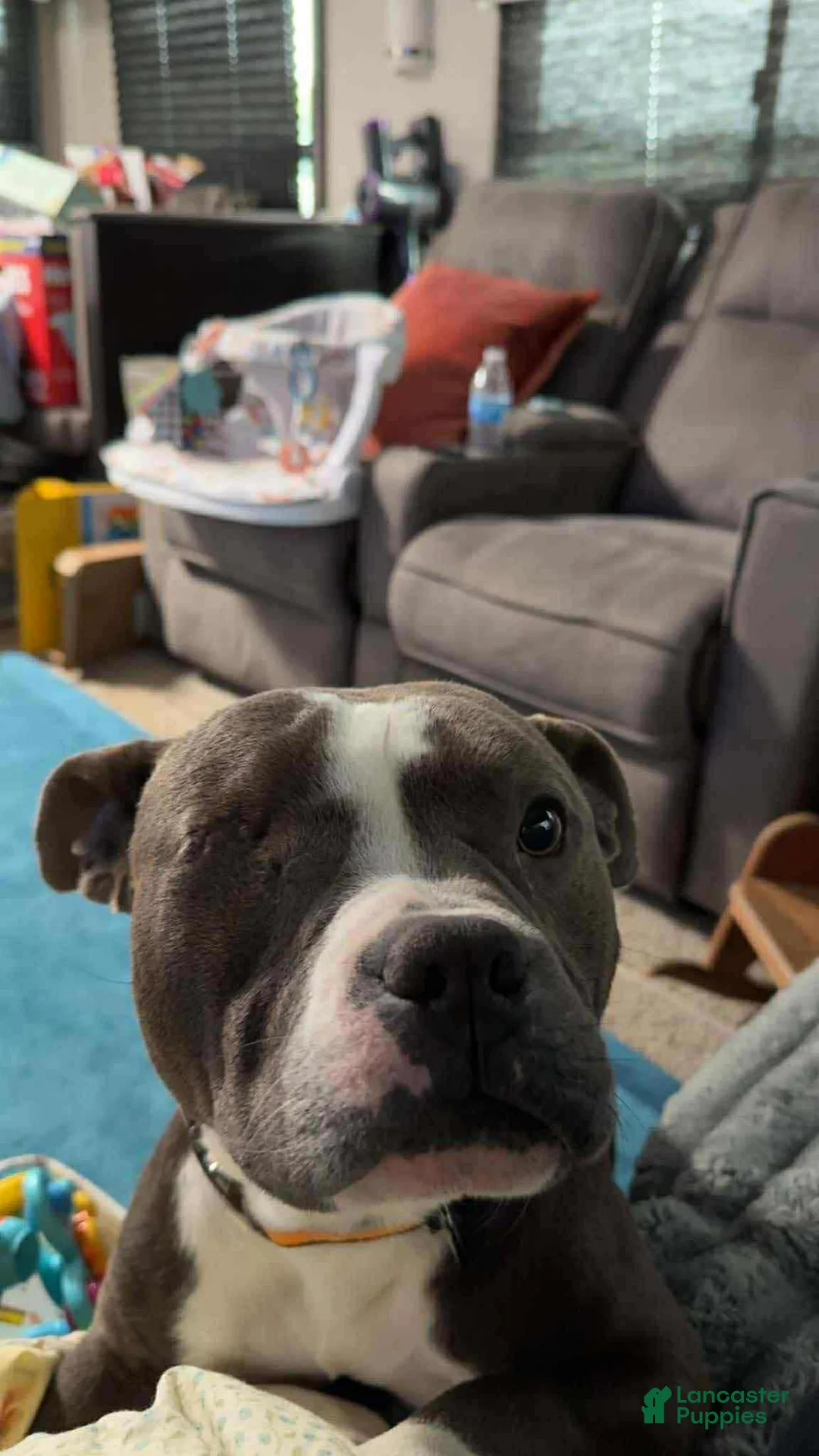 American Bully dogs for sale: American Bully Male- Baloo  - Ad 4